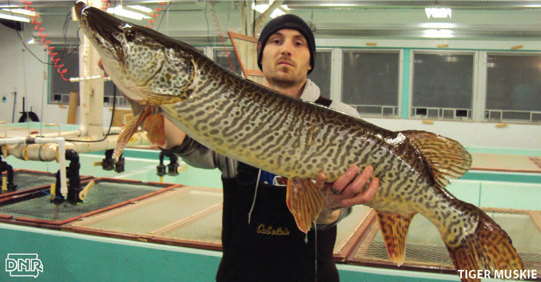 . A tiger muskie, which is actually a hybrid between northern pike and muskellunge, counts as a muskie for length, bag and possession limits, and has dark vertical bars and dark irregular spots on an olive to dark gray base. | Iowa DNR